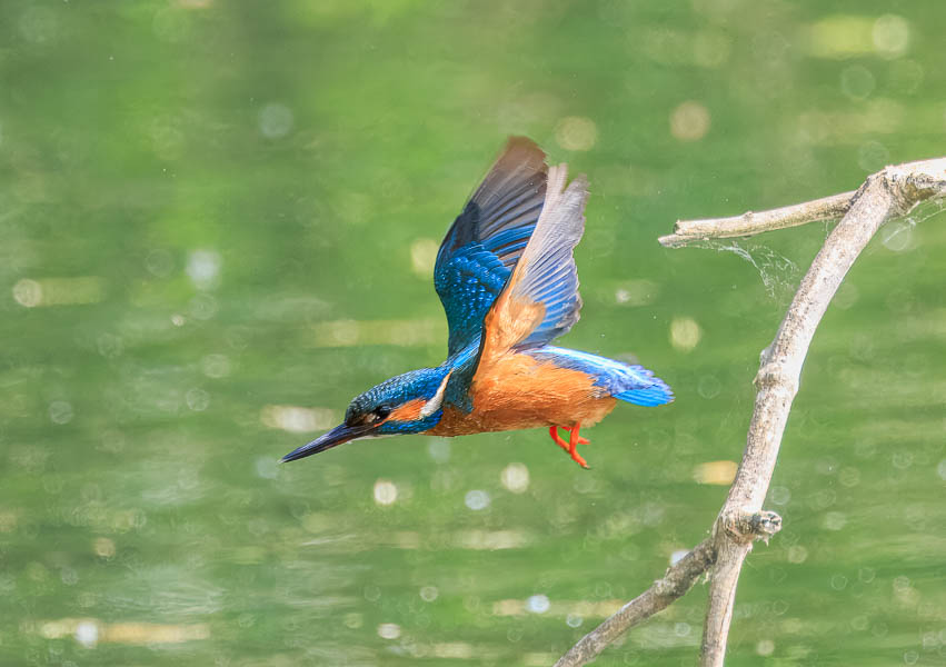 May 2026 : Visit to RSPB Rye Meads, Hertfordshire